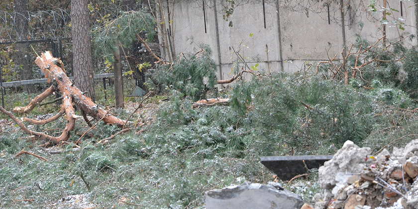 Администрация города Жуковский заявила о непричастности к уничтожению сосен