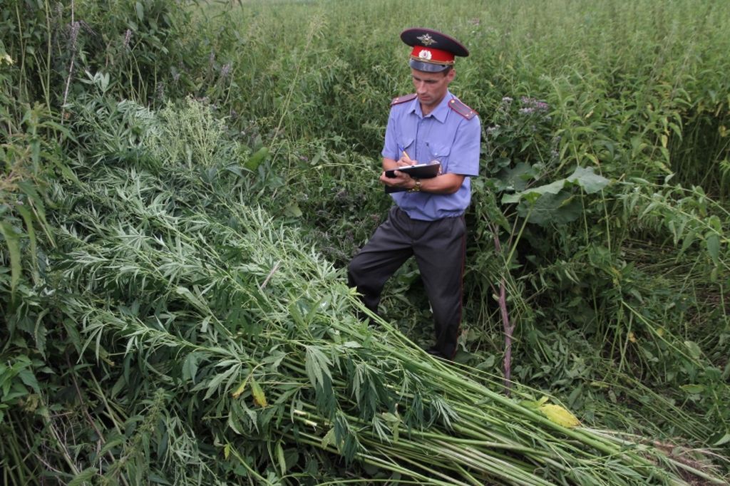 Трава беда в узбекистане фото